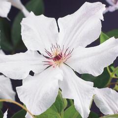 Plamének 'Snow Queen' - Clematis 'Snow Queen'