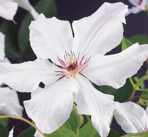 Plamének 'Snow Queen' - Clematis 'Snow Queen'