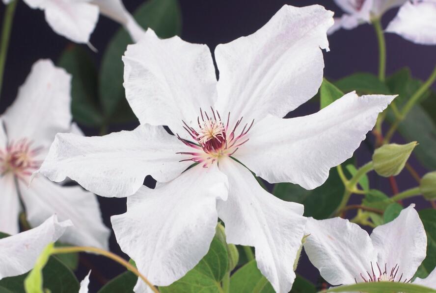 Plamének 'Snow Queen' - Clematis 'Snow Queen'