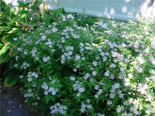 Hvězdnice 'Asran' - Aster ageratoides 'Asran'