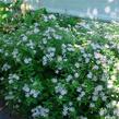 Hvězdnice 'Asran' - Aster ageratoides 'Asran'