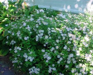 Hvězdnice křovitá 'Asran'