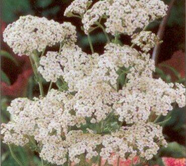 Řebříček obecný 'Schneetaler' - Achillea millefolium 'Schneetaler'