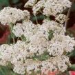 Řebříček obecný 'Schneetaler' - Achillea millefolium 'Schneetaler'