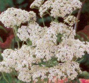 Řebříček obecný 'Schneetaler'