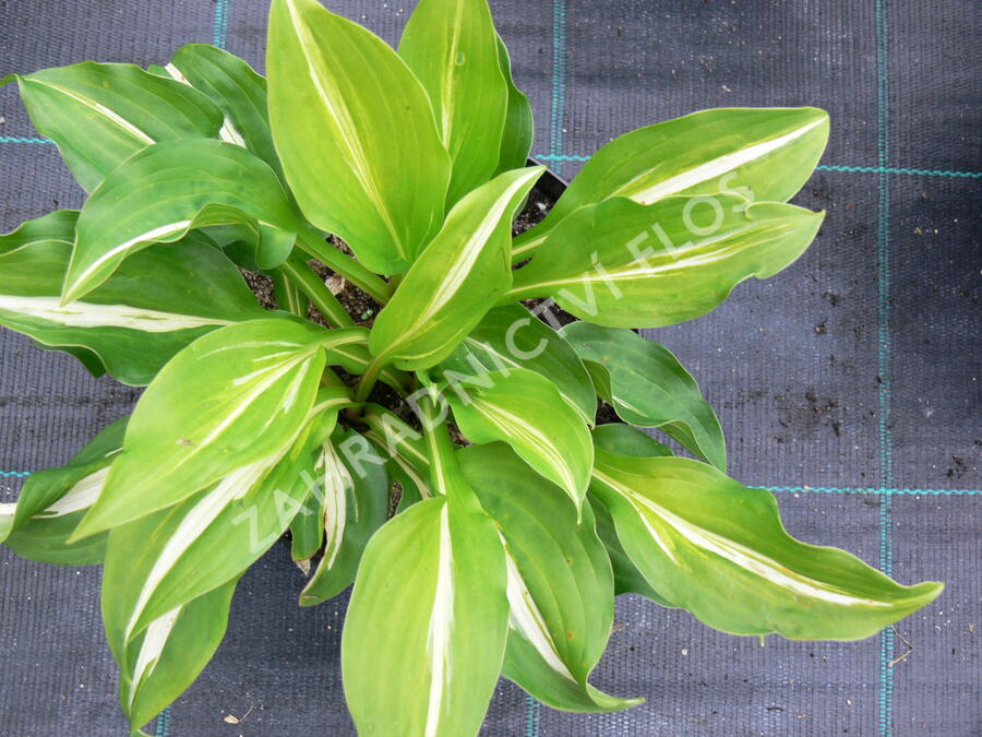Bohyška 'Mediovariegata' - Hosta undulata 'Mediovariegata'
