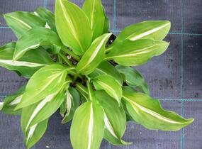 Bohyška 'Mediovariegata' - Hosta undulata 'Mediovariegata'