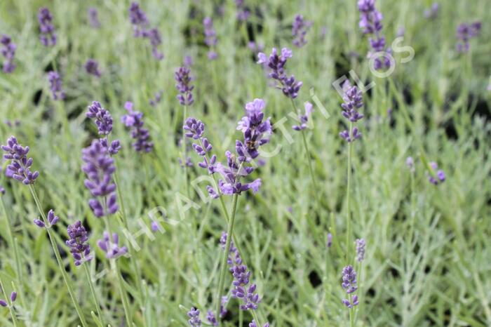 Levandule úzkolistá 'Dark Hidcote Blue' - Lavandula angustifolia 'Dark Hidcote Blue'