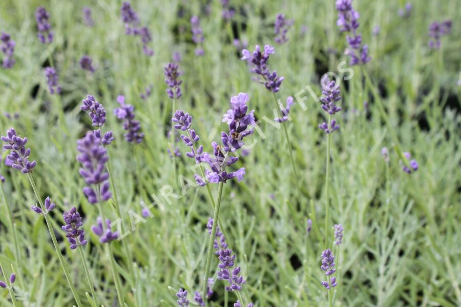 Levandule úzkolistá 'Dark Hidcote Blue' - Lavandula angustifolia 'Dark Hidcote Blue'