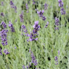 Levandule úzkolistá 'Dark Hidcote Blue' - Lavandula angustifolia 'Dark Hidcote Blue'