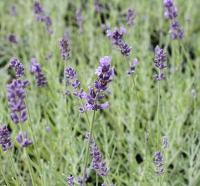 Levandule úzkolistá 'Dark Hidcote Blue' - Lavandula angustifolia 'Dark Hidcote Blue'