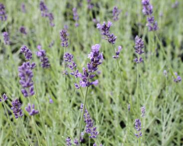 Levandule úzkolistá 'Dark Hidcote Blue'