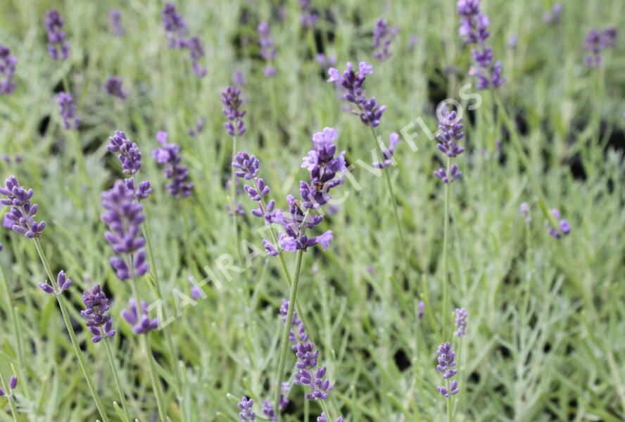 Levandule úzkolistá 'Dark Hidcote Blue' - Lavandula angustifolia 'Dark Hidcote Blue'