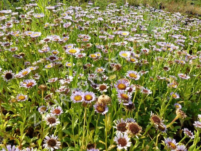 Turan sivý - Erigeron glaucus