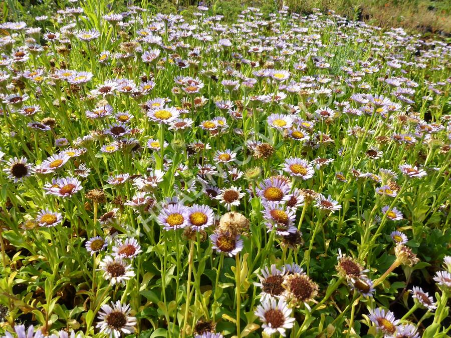 Turan sivý - Erigeron glaucus