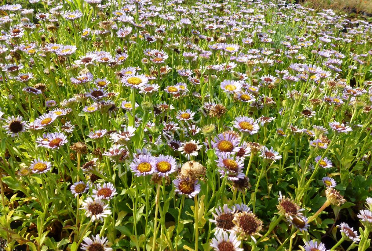 Turan sivý - Erigeron glaucus