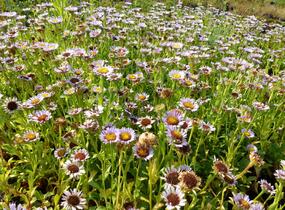 Turan sivý - Erigeron glaucus