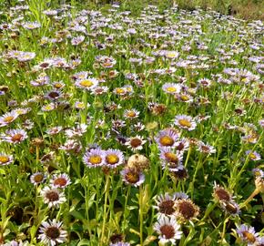 Turan sivý - Erigeron glaucus