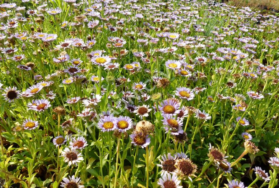 Turan sivý - Erigeron glaucus
