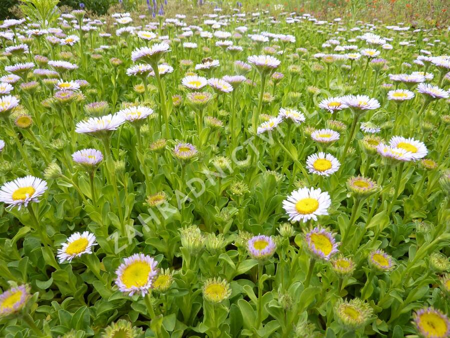 Turan sivý - Erigeron glaucus