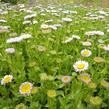 Turan sivý - Erigeron glaucus