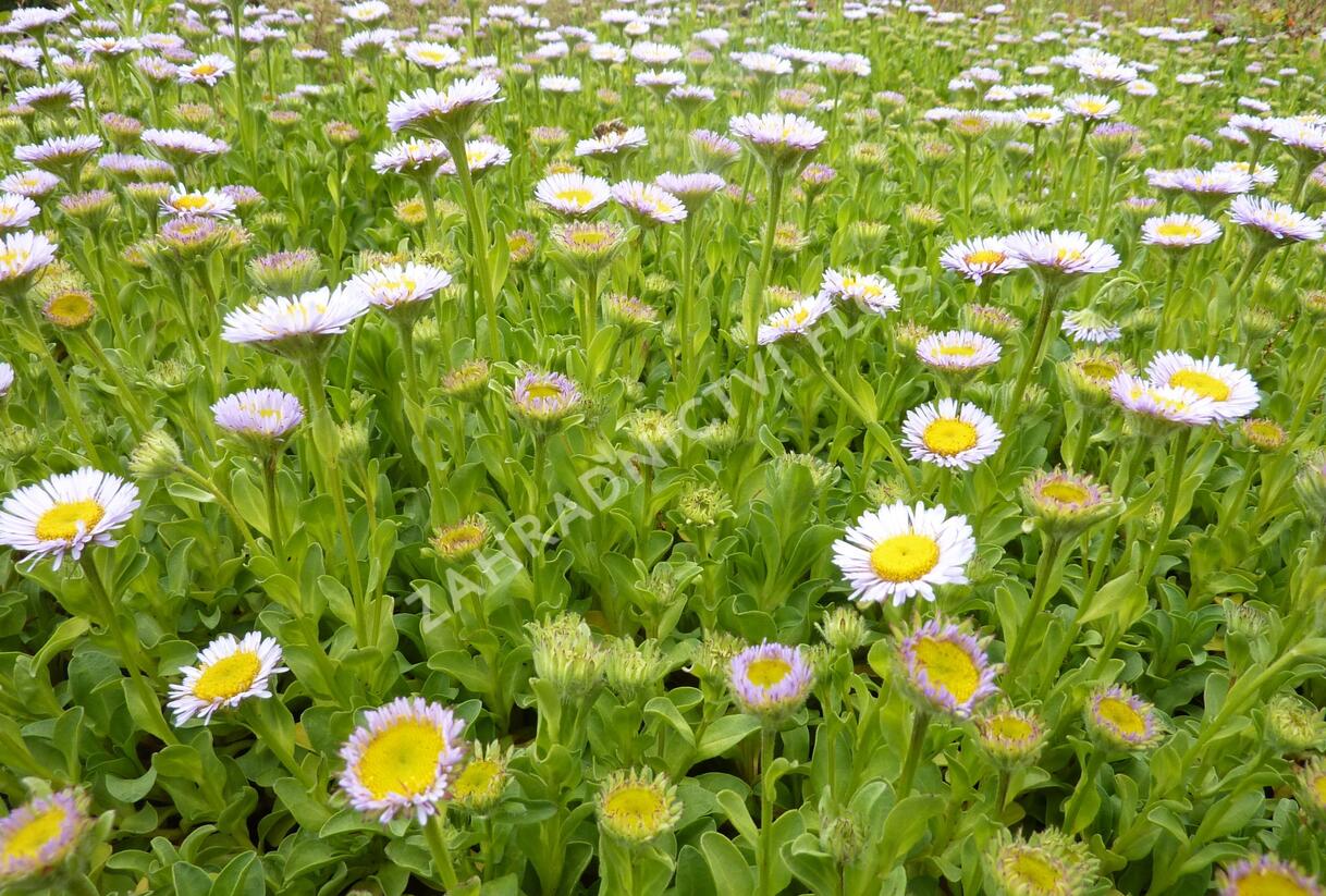 Turan sivý - Erigeron glaucus
