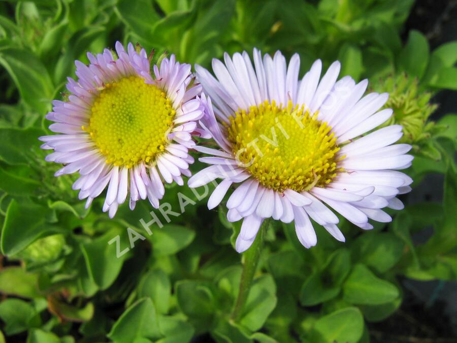 Turan sivý - Erigeron glaucus