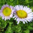 Turan sivý - Erigeron glaucus