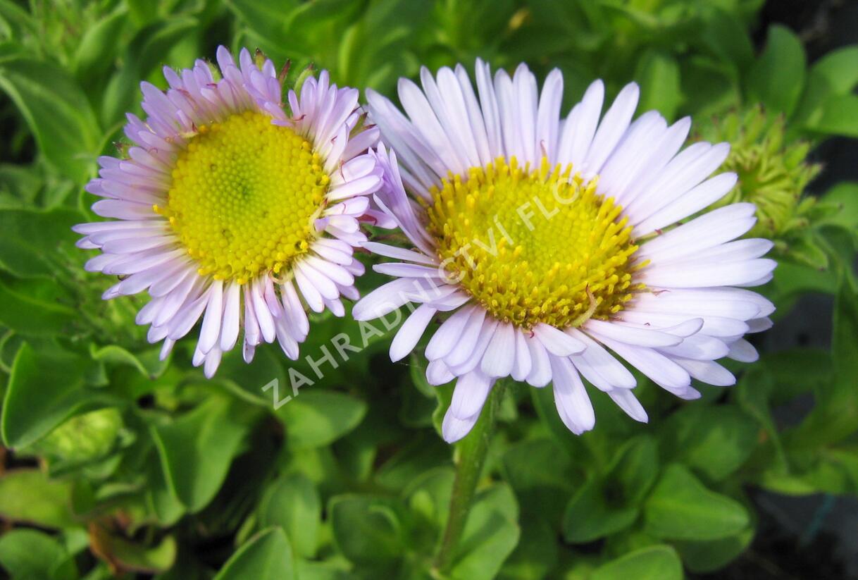 Turan sivý - Erigeron glaucus