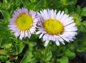 Turan sivý - Erigeron glaucus