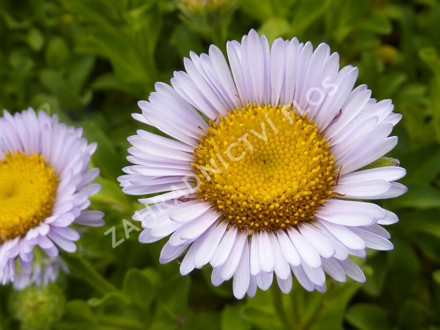 Turan sivý - Erigeron glaucus