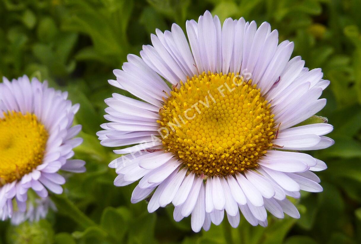 Turan sivý - Erigeron glaucus
