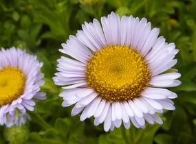 Turan sivý - Erigeron glaucus