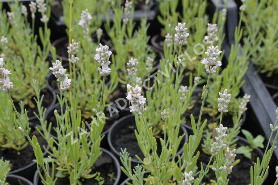 Levandule úzkolistá 'Sentivia Silver' - Lavandula angustifolia 'Sentivia Silver'