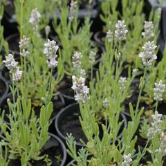 Levandule úzkolistá 'Sentivia Silver' - Lavandula angustifolia 'Sentivia Silver'