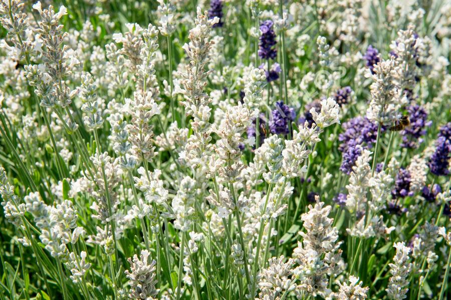 Levandule úzkolistá 'Sentivia Silver' - Lavandula angustifolia 'Sentivia Silver'