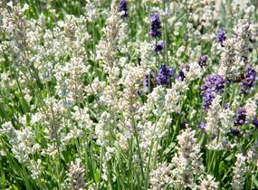 Levandule úzkolistá 'Sentivia Silver' - Lavandula angustifolia 'Sentivia Silver'