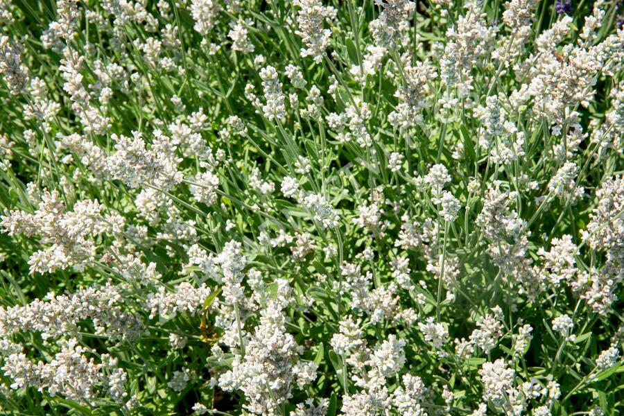 Levandule úzkolistá 'Sentivia Silver' - Lavandula angustifolia 'Sentivia Silver'