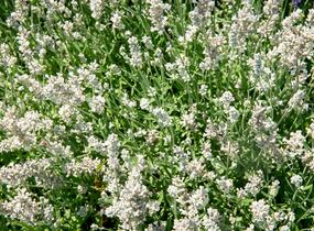 Levandule úzkolistá 'Sentivia Silver' - Lavandula angustifolia 'Sentivia Silver'