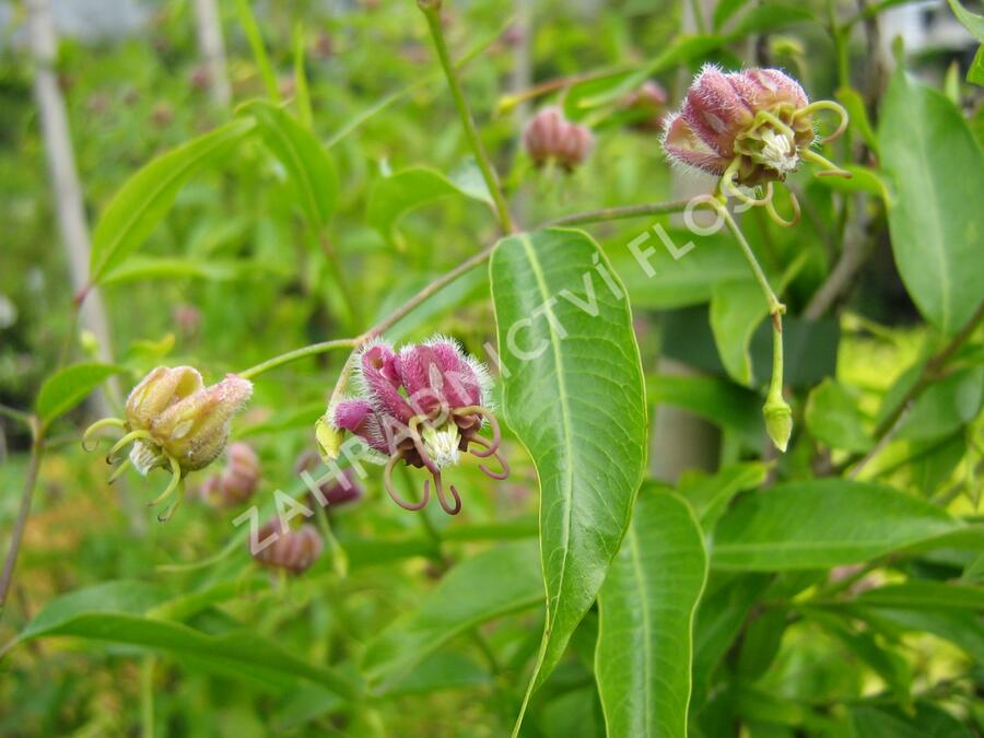 Svidina obecná - Periploca graeca