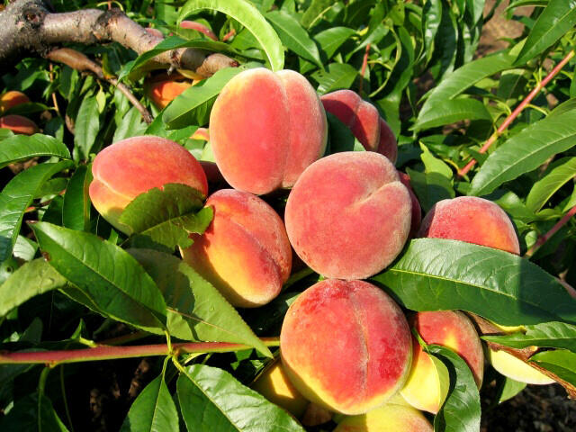 Broskvoň - raná 'Michaela' - Prunus persica 'Michaela'