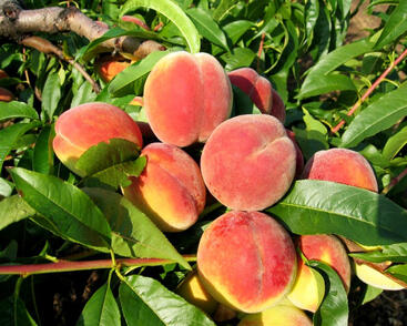 Broskvoň raná 'Michaela'