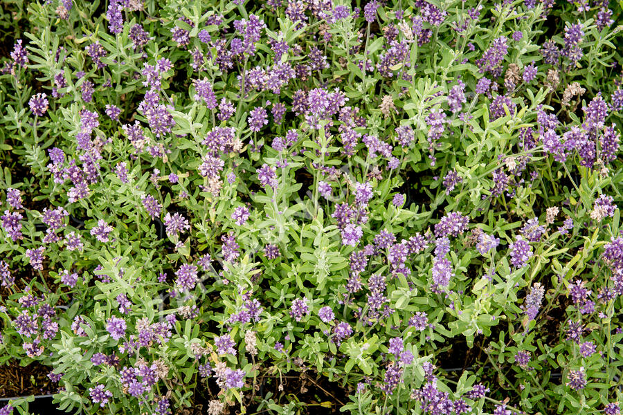 Levandule úzkolistá 'Blue Scent' - Lavandula angustifolia 'Blue Scent'