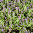 Levandule úzkolistá 'Blue Scent' - Lavandula angustifolia 'Blue Scent'