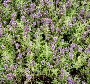 Levandule úzkolistá 'Blue Scent' - Lavandula angustifolia 'Blue Scent'