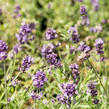 Levandule úzkolistá 'Blue Scent' - Lavandula angustifolia 'Blue Scent'