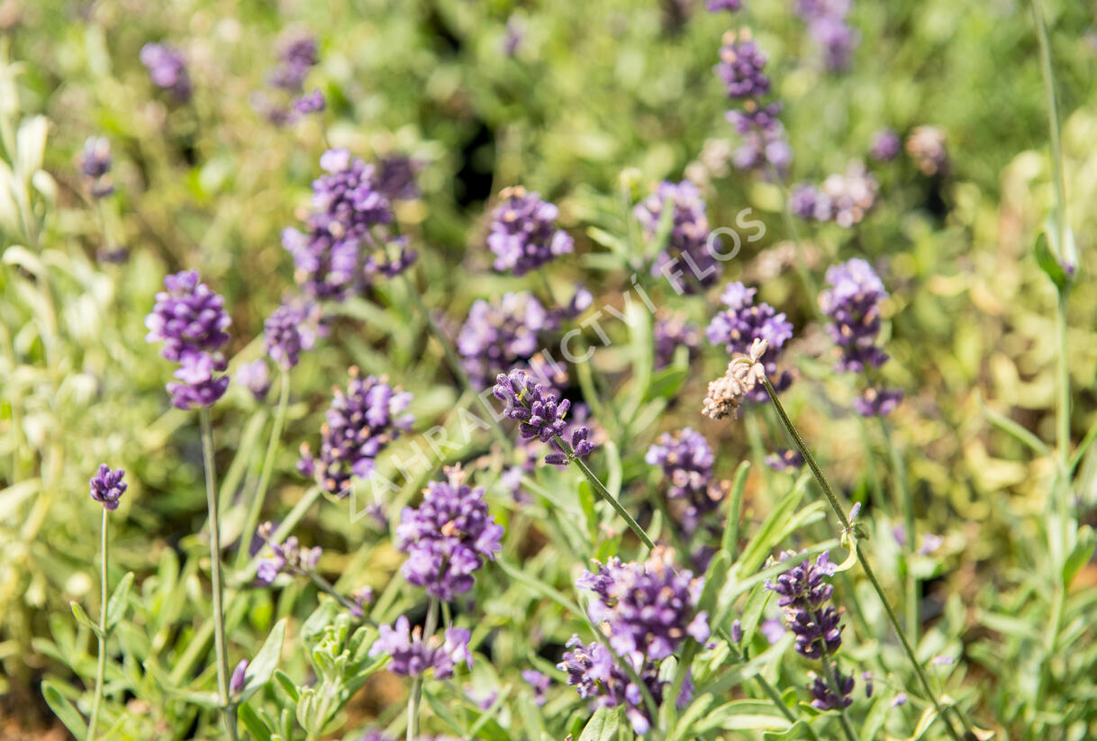 Levandule úzkolistá 'Blue Scent' - Lavandula angustifolia 'Blue Scent'