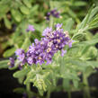 Levandule úzkolistá 'Blue Scent' - Lavandula angustifolia 'Blue Scent'