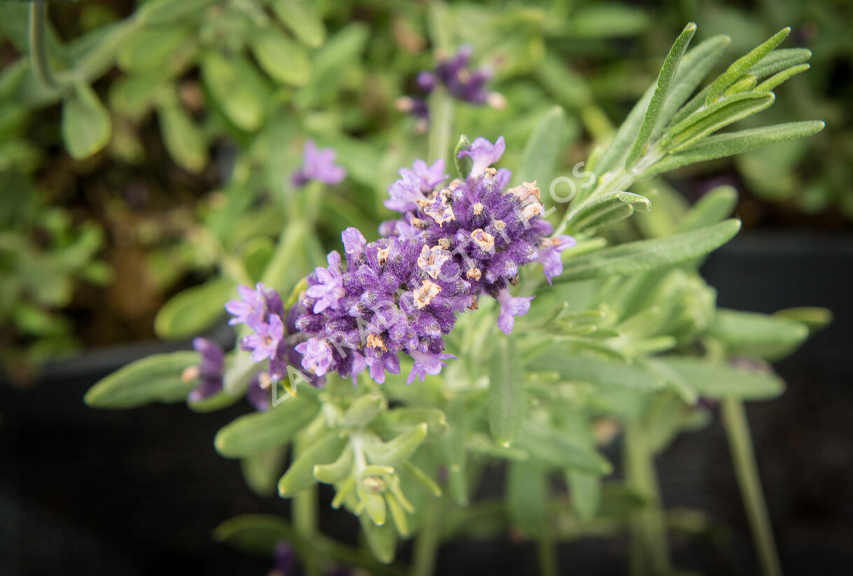 Levandule úzkolistá 'Blue Scent' - Lavandula angustifolia 'Blue Scent'