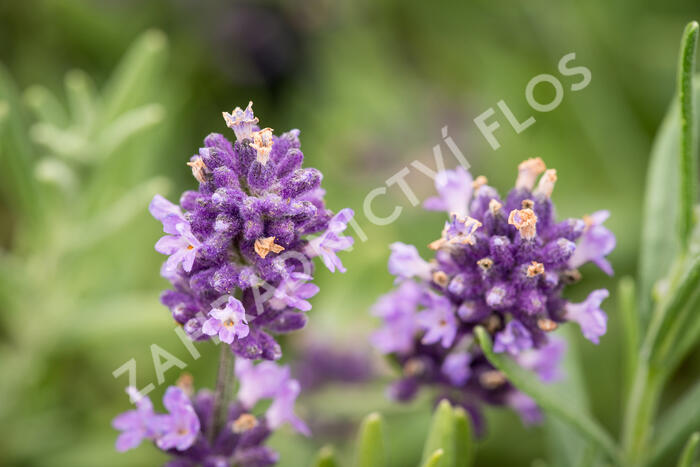 Levandule úzkolistá 'Blue Scent' - Lavandula angustifolia 'Blue Scent'
